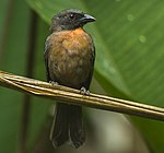 Black-cheeked Ant-Tanager - Rio Tigre - Costa Rica S4E9942 (26631235321) (cropped).jpg