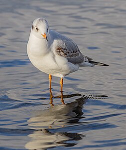 Black-headed Gull (Chroicocephalus ridibundus)