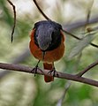 Male; Sultanpur National Park, Gurgaon District, Haryana, India