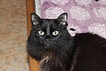 Миниатюра для Файл:Black cat IMG 1618.jpg