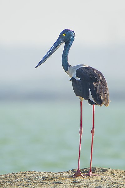 File:Black necked Stork SM.jpg