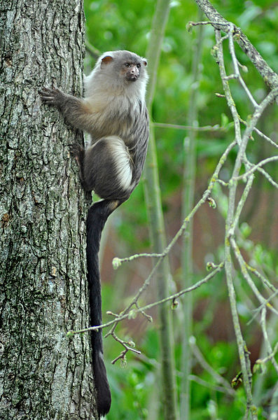 File:Black tailed marmoset (mico melanurus) Chester Zoo.jpg