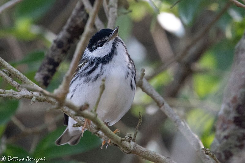 File:Blackpoll Warbler (male) Sabine Woods TX 2018-04-22 14-44-15 (41991917621).jpg