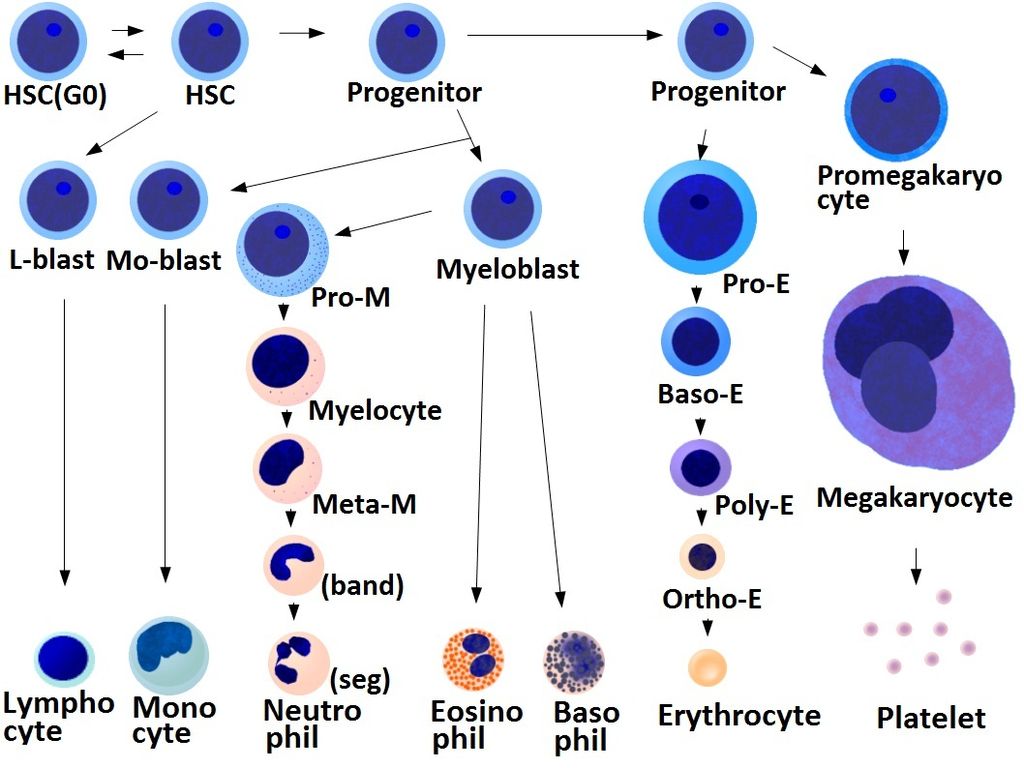 Platelet, Cells at Work! Wiki