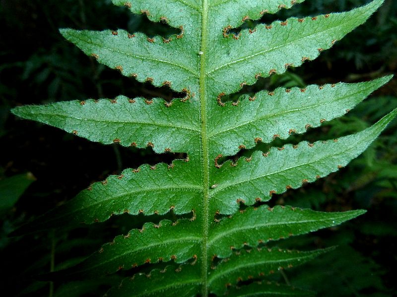 File:Blotiella natalensis, spoorhopies, Iphithi NR.jpg