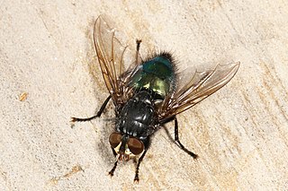 <i>Cynomya cadaverina</i> Species of fly