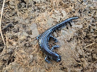 <span class="mw-page-title-main">Blue-spotted salamander</span> Species of amphibian