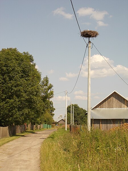 File:Bocianie gniazdo Załuże 365.JPG