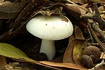 Thumbnail for Russula albidula