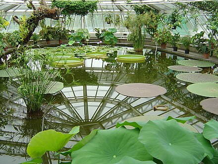 Pavilion Victoria. Botanical Garden Berlin - Victoria House (flo).jpg