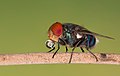 Image 67Numerous species of Calliphoridae or blow fly commonly known as Green bottle fly are found in Bangladesh. The pictured specimen was photographed at Baldha Garden, Dhaka. Photo Credit: Azim Khan Ronnie