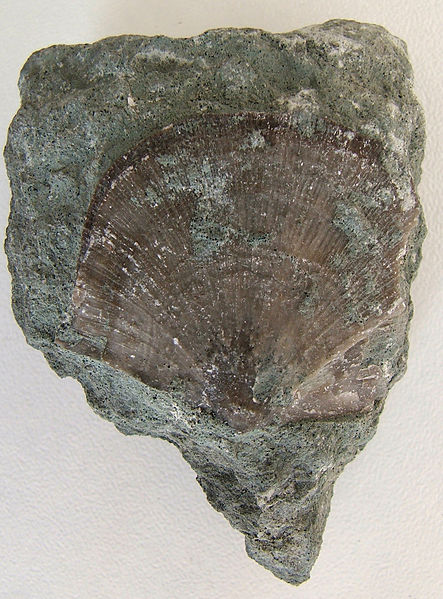 File:Brachiopode.jpg