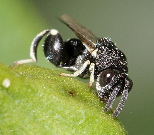 Brachymeria sp.