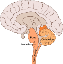 hindbrain or rhombencephalon is a developmental categorization of portions of the central nervous system in vertebrates. It includes the medulla, pons, and cerebellum. Brain bulbar region.svg