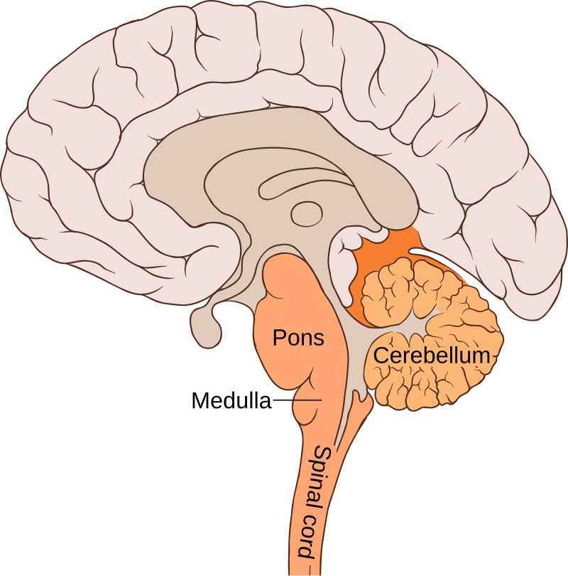 brain stem anatomy