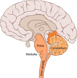 Brain bulbar region.svg