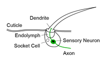 Schematic cross-section of an insect bristle sensillum. Each bristle is composed of a hair with its base fixed to the dendrite of a sensory neuron. The hair acts as a lever that exerts force on the dendrite, inducing mechanotransduction channels to open and producing electrical currents. Bristle sensillum schematic.png