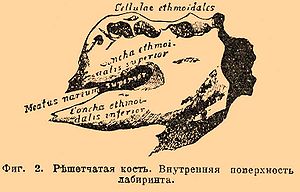 Фиг. 2. Решетчатая кость. Внутренняя поверхность лабиринта.