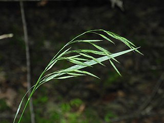 <i>Bromus nottowayanus</i> Species of grass