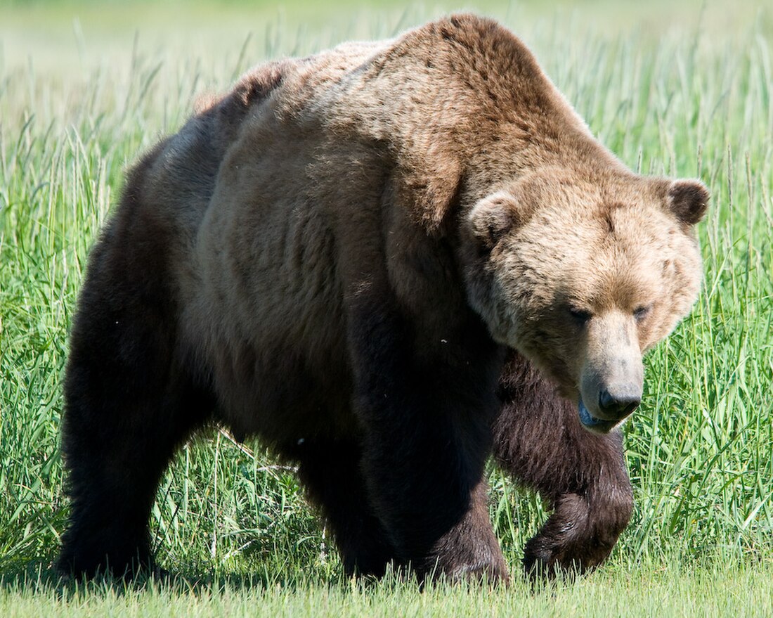 Gấu nâu bán đảo Alaska