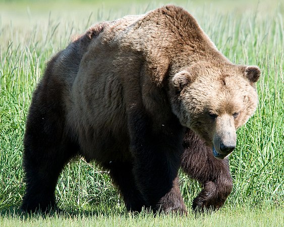 The brown bear is found across Eurasia and North America.