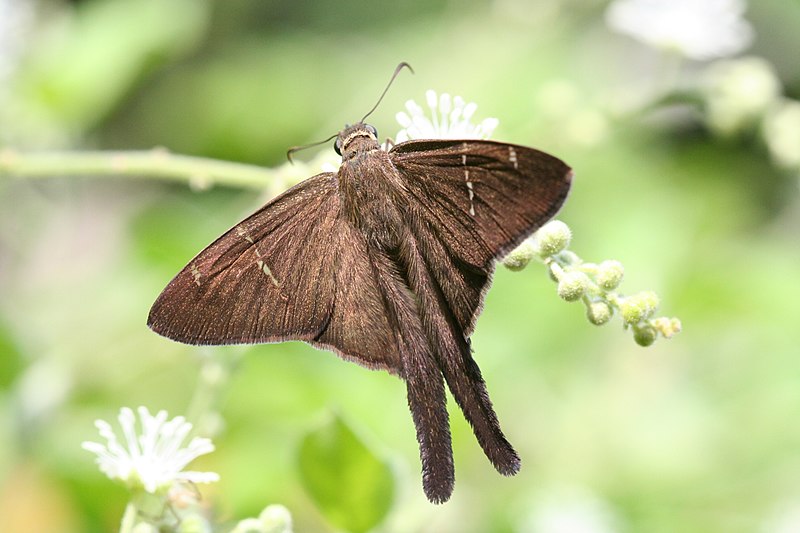 File:Brown longtail (Urbanus procne) (2).jpg