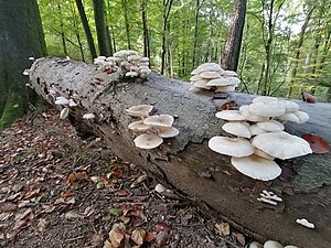 Fruchtkörper auf Buchen-Totholz im Bergischen Land