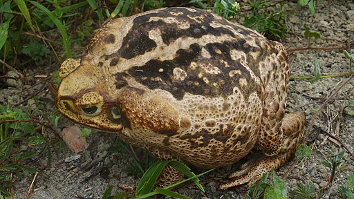 giant toad, Rhinella marina, bufo marinus