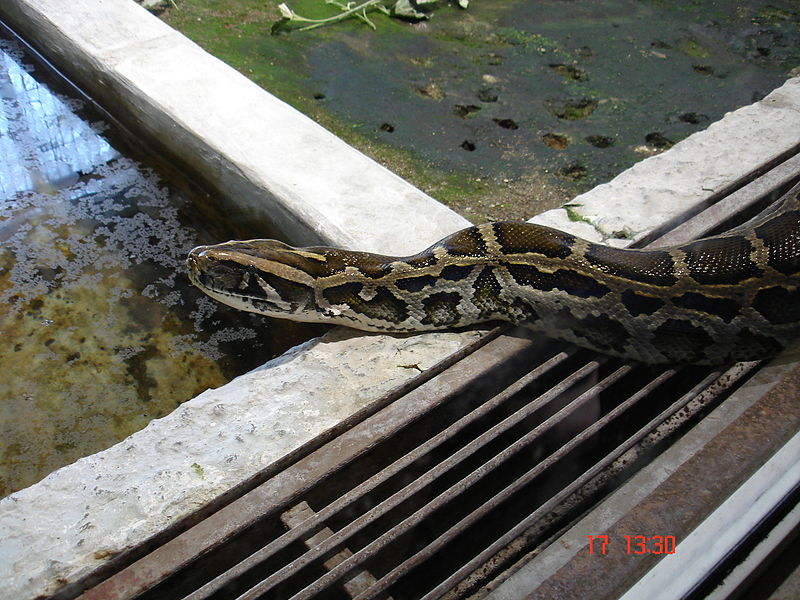 File:Burmese python.jpg