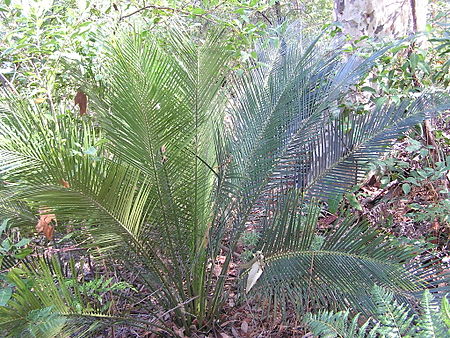 Macrozamia