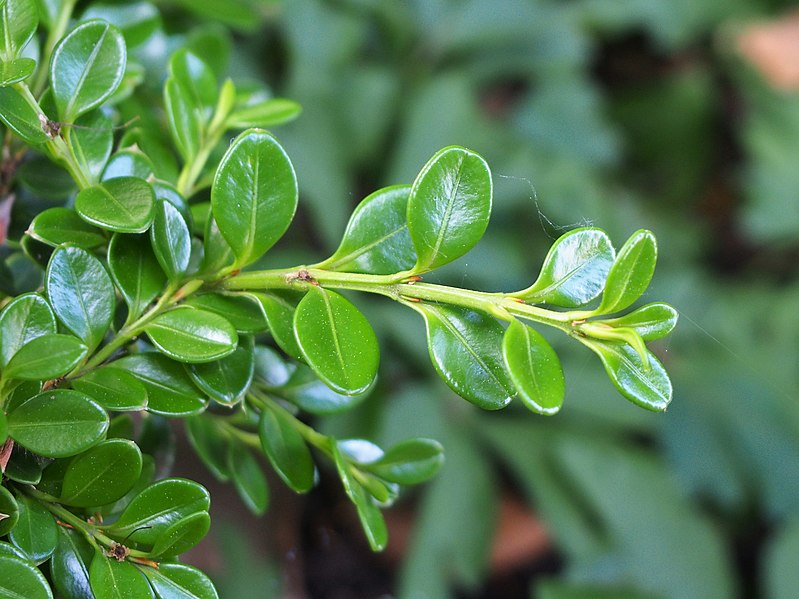 File:Buxus microphylla 'Korean Compact' 2019-06-01 04.jpg