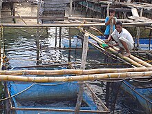 Samal fishers engaged in lobster culture, a project of USAID GEM on Malamawi Island, Isabela City. CL feeding the stocks.JPG