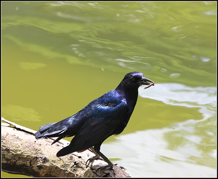 File:COMMON BOAT-TAILED GRACKLE (7908950262).jpg