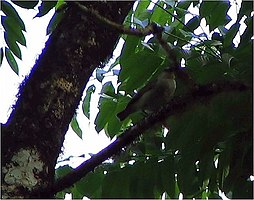 Woodpecker finch on branch Cactospiza pallidus 0zz.jpg