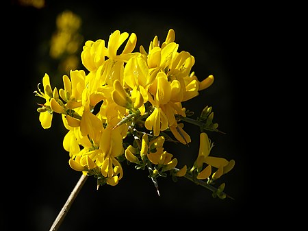 Calicotome spinosa (flowers).jpg