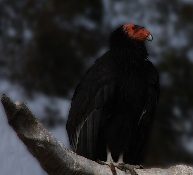 File:California Condor (4232236198).jpg