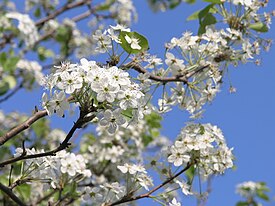 Päärynäpuulajin (Pyrus sp.) kukkia.