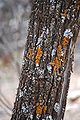 Callitris columellaris (Australian native cypress pine) near the Flinders Ranges National Park, South Australia