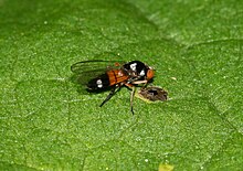 Callomyia amoena (самка) .jpg