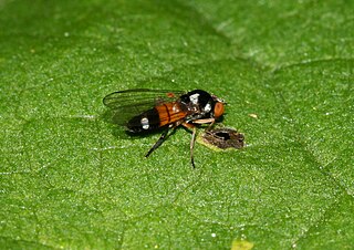 <i>Callomyia</i> Genus of flies