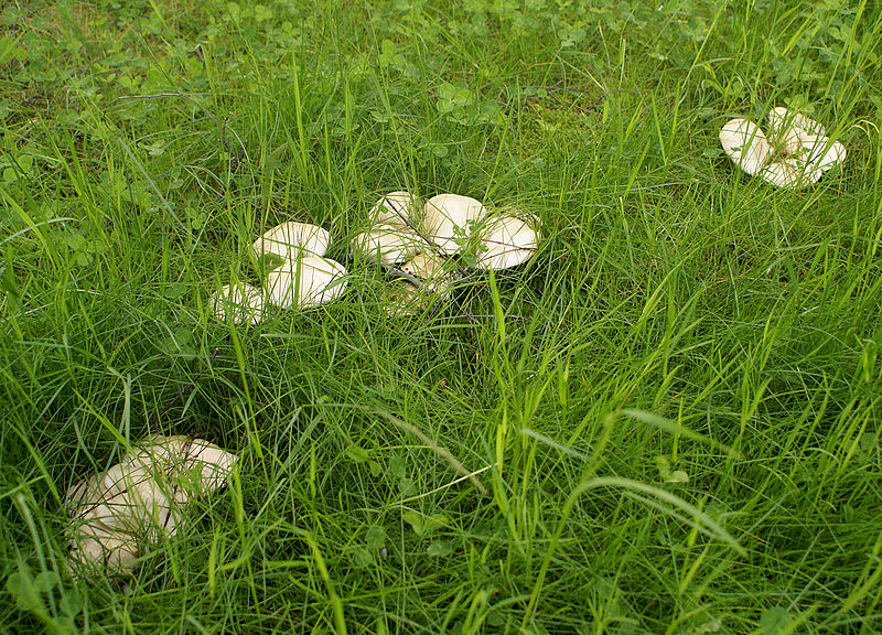 File:Calocybe gambosa 4 cropped.jpg