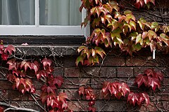 Ivy growing over the walls of the University of Cambridge, UK