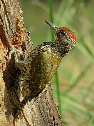 <span class="mw-page-title-main">Knysna woodpecker</span> Species of bird