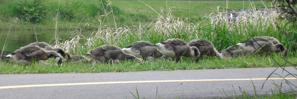 Canada Geese (Branta canadensis)