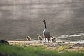 * Nomination Canada Goose Family in Huntsville --Fabian Roudra Baroi 03:27, 16 August 2023 (UTC) * Decline  Oppose Overprocessed, low level of detail, sorry. --LexKurochkin 13:16, 16 August 2023 (UTC)