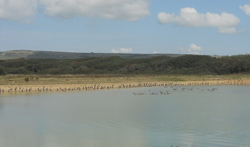 File:Canada geese, near Atherfield, Isle of Wight, England.jpg