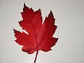 Canadian Maple (Acer rubrum)