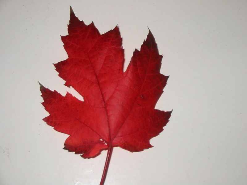 File:Canadian Maple Leaf.JPG