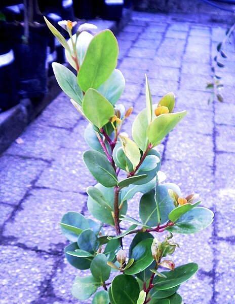 File:Candlewood tree - Pterocelastrus tricuspidatus - Cape town.JPG