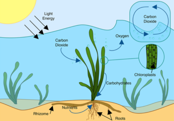 Seagrass meadow - Wikipedia